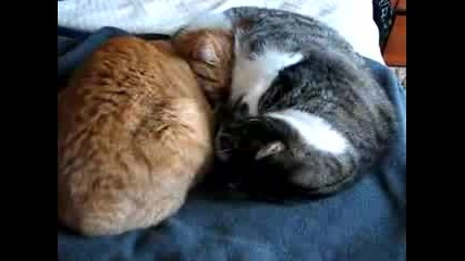 Две Спящи Котки
