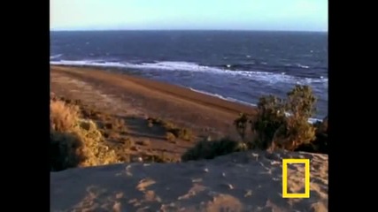 Killer Whale vs. Sea Lions