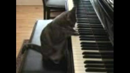 Котка Свири На Пиано