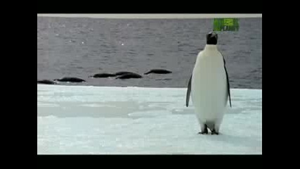 Ultimate Animal Dads - Emperor Penguins