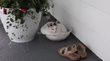 Сладки котки