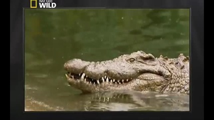 Роден да убива - Крокодилът