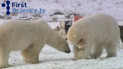 Полярни мечки си играят с кучета 