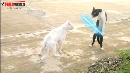 Star Wars - Jedi Cat and Cobra Cat (смях) + Спец Ефекти