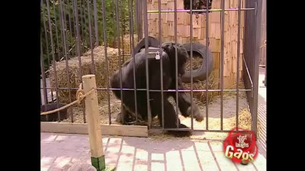 Gorilla napada horata :d