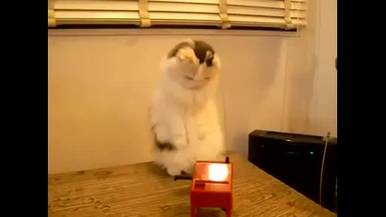 Сладко коте играе с Теремин