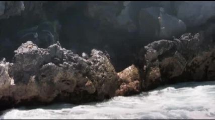 Как се хранят Морските Игуани