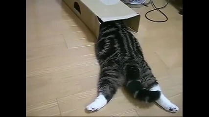 Шантавото дебело коте Мару