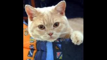 Котенца сладууури !!!