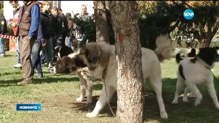 Избраха най-красивите каракачански кучета