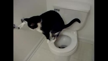 Котка ходи по голяма нужда в тоалетната