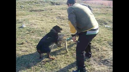 greta i maq