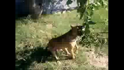 maks 1