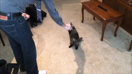Котка изпълнява трикове като куче!