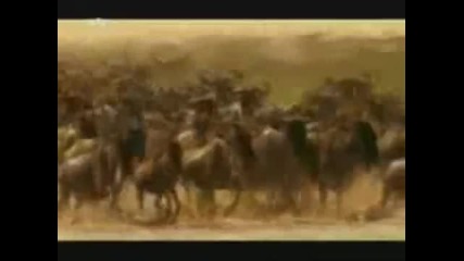 Цар Лъв С Истински Животни Част 10 (бг субтитри)