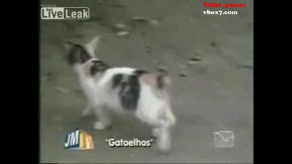 Котки със заешки лапи