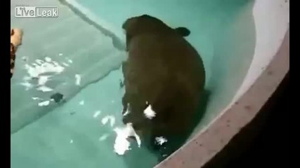 Хипопотам в басейн прави неочаквано петно във водата около себе си