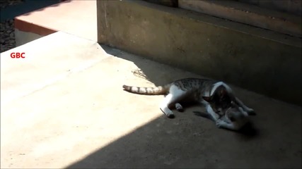 Куче спасява котка от побойник!