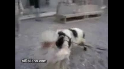 Коч в атака - Смях