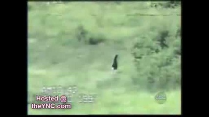 Cats.avi