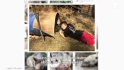 My Animal Activism: The sanctuary that lets pigs be pigs
