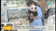 Хората все по-близо до разчитане езика на пандите