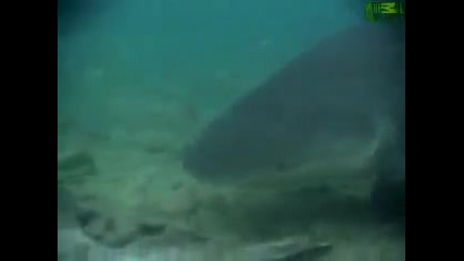 Animal Face - Off - Hippo vs. Bull Shark