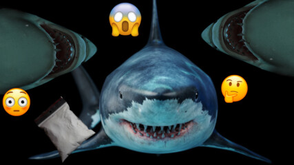 Потвърдено е, че „кокаинови акули“ плуват край бреговете на Бразилия 😱