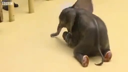 къпане на бебе слон