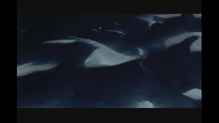 Jonathan Livingston Seagull - Anthem 
