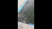 Мръсотия в центъра на Горна Оряховица