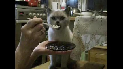Културна котка:)