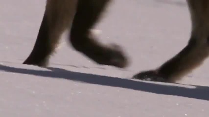 Как Червена Лисица Ловува в снега !