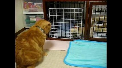 Пухкава котка наблюдава малкото си братче :-)