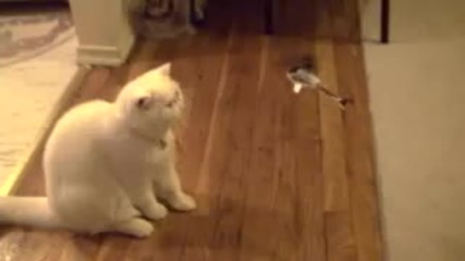 cat vs helicopter