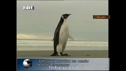 Заблуден пингвин плува 6000 км в грешна посока до Новa Зеландия