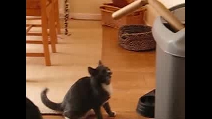 Котка играе бокс 