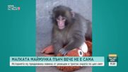 Малката маймунка Пънч вече не е сама