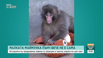 Малката маймунка Пънч вече не е сама