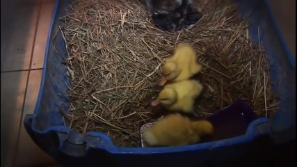 Котка отглежда три патета наравно с нейните собствени котенца