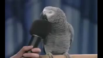 Папагалче имитира животни