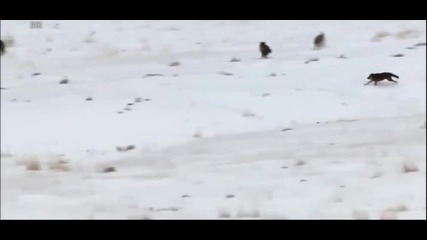Wolves vs coyote [hd]