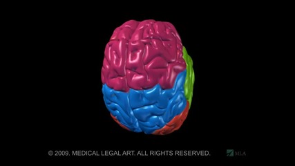 Анатомия на мозъка - Brain Anatomy and Functions