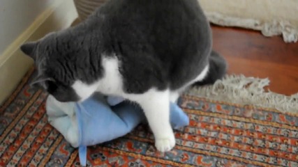 Котка се сношава с плюшена играчка 