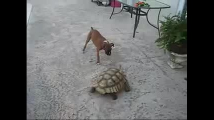 Костенурка гони куче 