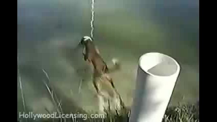 Куче лови смело риба