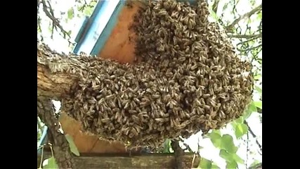 Bee swarm - 2010 - 3 /работа с Пророй/ 