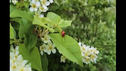 Черёмуха - Елена Ваенга (бг) 