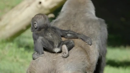 Първите стъпки на бебето горила