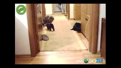 Лошо коте спича по-голямо